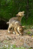 Coyote pups get a howling lesson from their mum, Minnesota, America - 29 Jul 2013