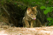 Coyote pups get a howling lesson from their mum, Minnesota, America - 29 Jul 2013