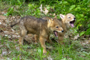 Coyote pups get a howling lesson from their mum, Minnesota, America - 29 Jul 2013