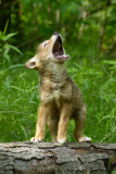 Coyote pups get a howling lesson from their mum, Minnesota, America - 29 Jul 2013