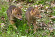Coyote pups get a howling lesson from their mum, Minnesota, America - 29 Jul 2013