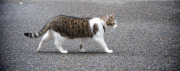 Larry the cat in Downing Street. 
