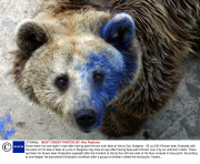 Brown bear my lose sight in eye after having paint thrown over face at Varna Zoo, Bulgaria - 25 Jul 2013