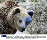 Brown bear my lose sight in eye after having paint thrown over face at Varna Zoo, Bulgaria - 25 Jul 2013