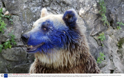 Brown bear my lose sight in eye after having paint thrown over face at Varna Zoo, Bulgaria - 25 Jul 2013