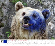 Brown bear my lose sight in eye after having paint thrown over face at Varna Zoo, Bulgaria - 25 Jul 2013
