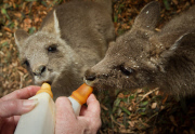 Tierwaisen im Kallista Emerald Wildlife Shelter