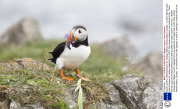Atlantic puffins collecting flowers for nesting material, Newfoundland, Canada - Jul 2013