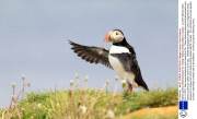 Atlantic puffins collecting flowers for nesting material, Newfoundland, Canada - Jul 2013
