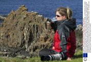 Atlantic puffins collecting flowers for nesting material, Newfoundland, Canada - Jul 2013