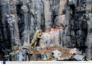 Female polar bear attempts to catch birds to eat, Spitsbergen, Norway - 23 Jul 2013