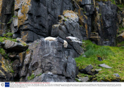 Female polar bear attempts to catch birds to eat, Spitsbergen, Norway - 23 Jul 2013
