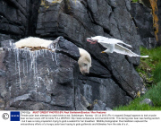 Female polar bear attempts to catch birds to eat, Spitsbergen, Norway - 23 Jul 2013