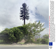 'Invasive Species' cellphone masts disguised as trees, South Africa - 08 Aug 2013