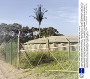 'Invasive Species' cellphone masts disguised as trees, South Africa - 08 Aug 2013