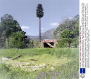 'Invasive Species' cellphone masts disguised as trees, South Africa - 08 Aug 2013