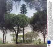 'Invasive Species' cellphone masts disguised as trees, South Africa - 08 Aug 2013