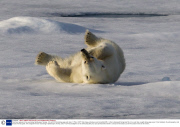 Polar bear appears to be exercising, Spitsbergen, Norway - 20 Jul 2013