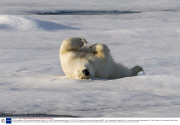 Polar bear appears to be exercising, Spitsbergen, Norway - 20 Jul 2013