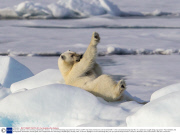 Polar bear appears to be exercising, Spitsbergen, Norway - 20 Jul 2013