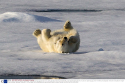 Polar bear appears to be exercising, Spitsbergen, Norway - 20 Jul 2013