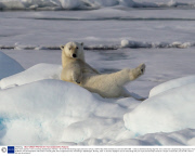 Polar bear appears to be exercising, Spitsbergen, Norway - 20 Jul 2013