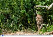 Female Adult Lynx with Kitten, ZSL Whipsnade Zoo, Bedfordshire, Britain - 17 Jul 2013