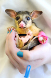 Baby Possum auf dem Weg der Besserung