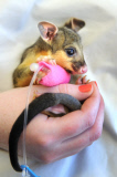 Baby Possum auf dem Weg der Besserung