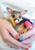 Baby Possum auf dem Weg der Besserung