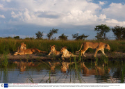 British couple leave rat-race to help endangered animals - 2013