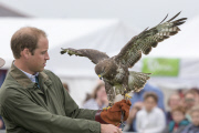  William Birds of Prey140813
