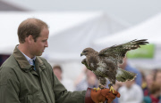  William Birds of Prey140813