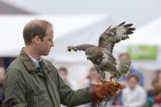  William Birds of Prey140813