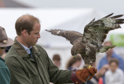  William Birds of Prey140813