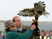  William Birds of Prey140813