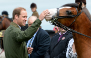  William Birds of Prey140813