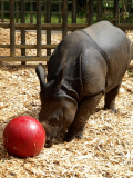 Whipsnade Zoo rhino plays ball