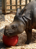Whipsnade Zoo rhino plays ball
