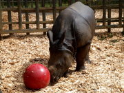 Whipsnade Zoo rhino plays ball