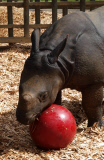Whipsnade Zoo rhino plays ball