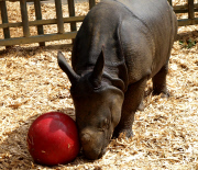 Whipsnade Zoo rhino plays ball