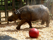 Whipsnade Zoo rhino plays ball