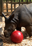 Whipsnade Zoo rhino plays ball