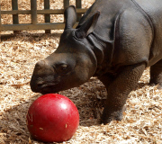 Whipsnade Zoo rhino plays ball