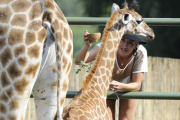 Giraffentaufe