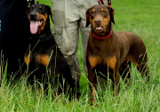 Tierische Helden - Die Hunde Star und Storm führen Sam und Emily Lewis zu einem Unfall und retten so einer Frau das Leben