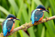 Junge Eisvögel verspeisen in der Nähe von Wymondham ihre Beute