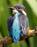 Junge Eisvögel verspeisen in der Nähe von Wymondham ihre Beute