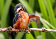 Junge Eisvögel verspeisen in der Nähe von Wymondham ihre Beute